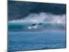 Common Dolphins Breaching in the Sea-null-Mounted Photographic Print