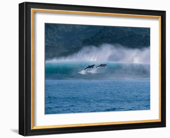 Common Dolphins Breaching in the Sea-null-Framed Photographic Print