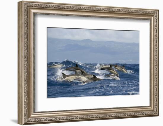 Common Dolphins (Delphinus Delphis) Porpoising, Pico, Azores, Portugal, June 2009-Lundgren-Framed Photographic Print