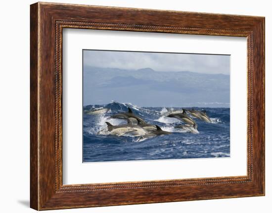 Common Dolphins (Delphinus Delphis) Porpoising, Pico, Azores, Portugal, June 2009-Lundgren-Framed Photographic Print