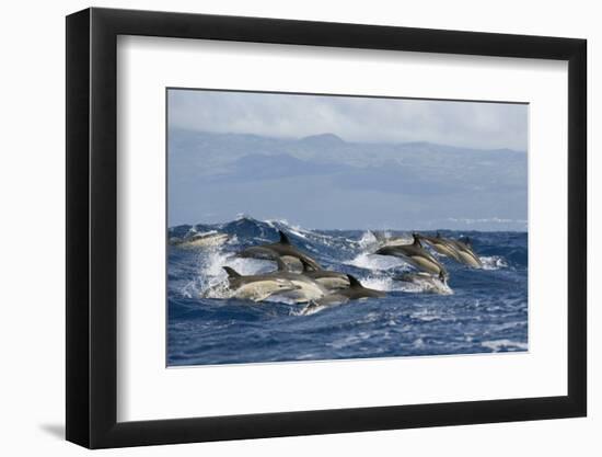 Common Dolphins (Delphinus Delphis) Porpoising, Pico, Azores, Portugal, June 2009-Lundgren-Framed Photographic Print