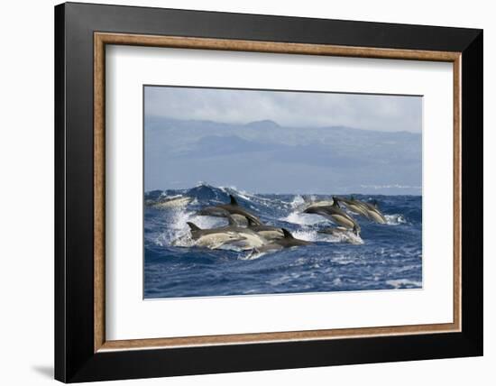 Common Dolphins (Delphinus Delphis) Porpoising, Pico, Azores, Portugal, June 2009-Lundgren-Framed Photographic Print