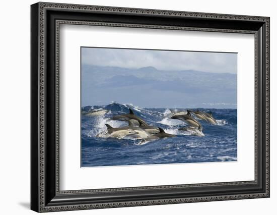 Common Dolphins (Delphinus Delphis) Porpoising, Pico, Azores, Portugal, June 2009-Lundgren-Framed Photographic Print