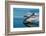 Common dolphins (Delphinus delphis) surfacing at speed in very calm waters-Lisa Steiner-Framed Photographic Print