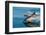 Common dolphins (Delphinus delphis) surfacing at speed in very calm waters-Lisa Steiner-Framed Photographic Print