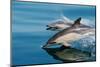 Common dolphins (Delphinus delphis) surfacing at speed in very calm waters-Lisa Steiner-Mounted Photographic Print