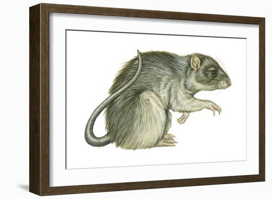 Common Domestic Rat (Rattus Norvegicus), Mammals-Encyclopaedia Britannica-Framed Art Print