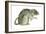 Common Domestic Rat (Rattus Norvegicus), Mammals-Encyclopaedia Britannica-Framed Art Print