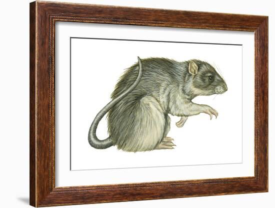 Common Domestic Rat (Rattus Norvegicus), Mammals-Encyclopaedia Britannica-Framed Art Print