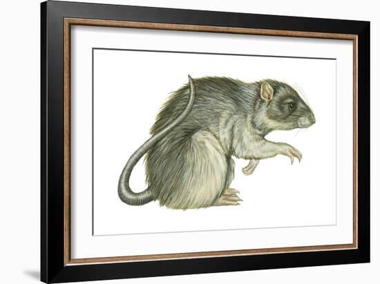 Common Domestic Rat (Rattus Norvegicus), Mammals-Encyclopaedia Britannica-Framed Art Print