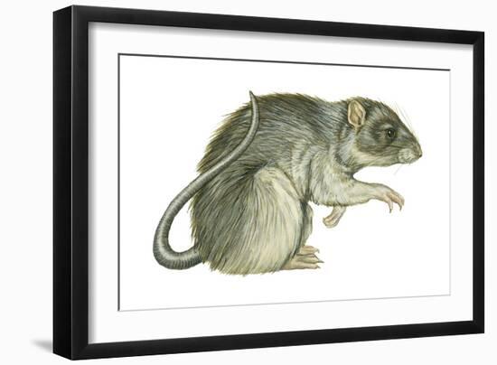 Common Domestic Rat (Rattus Norvegicus), Mammals-Encyclopaedia Britannica-Framed Art Print