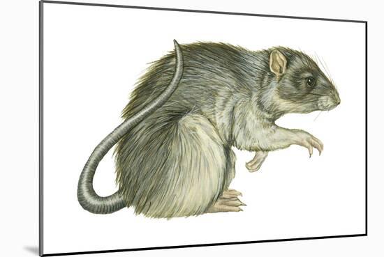Common Domestic Rat (Rattus Norvegicus), Mammals-Encyclopaedia Britannica-Mounted Art Print