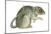 Common Domestic Rat (Rattus Norvegicus), Mammals-Encyclopaedia Britannica-Mounted Art Print