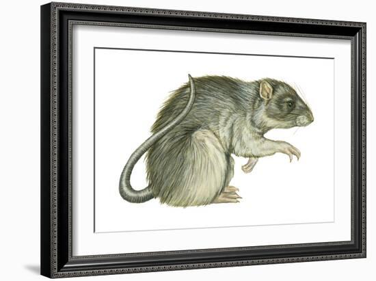 Common Domestic Rat (Rattus Norvegicus), Mammals-Encyclopaedia Britannica-Framed Art Print