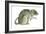 Common Domestic Rat (Rattus Norvegicus), Mammals-Encyclopaedia Britannica-Framed Art Print