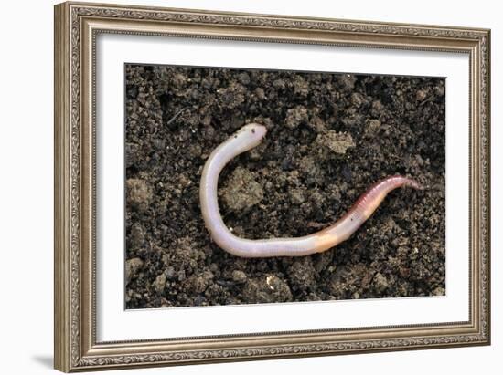 Common Earthworm-Colin Varndell-Framed Premium Photographic Print