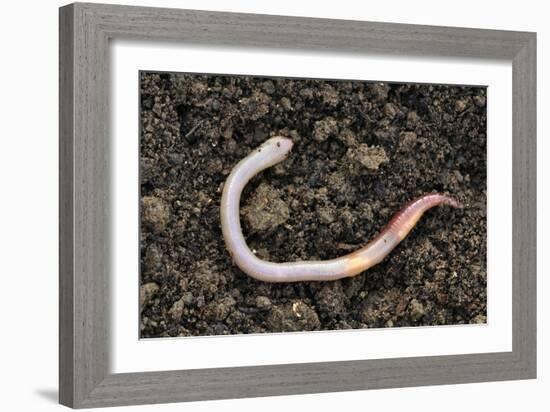 Common Earthworm-Colin Varndell-Framed Premium Photographic Print