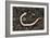 Common Earthworm-Colin Varndell-Framed Premium Photographic Print