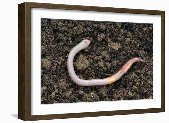 Common Earthworm-Colin Varndell-Framed Photographic Print