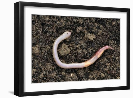 Common Earthworm-Colin Varndell-Framed Photographic Print