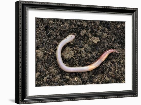 Common Earthworm-Colin Varndell-Framed Photographic Print