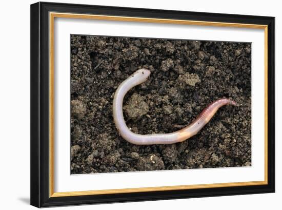 Common Earthworm-Colin Varndell-Framed Photographic Print