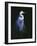 Common Egret in Breeding Plumage-Michael Budden-Framed Giclee Print