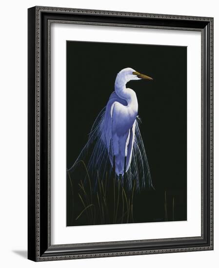 Common Egret in Breeding Plumage-Michael Budden-Framed Giclee Print