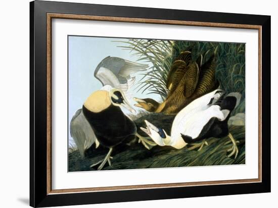 Common Eider, Eider Duck-John James Audubon-Framed Giclee Print