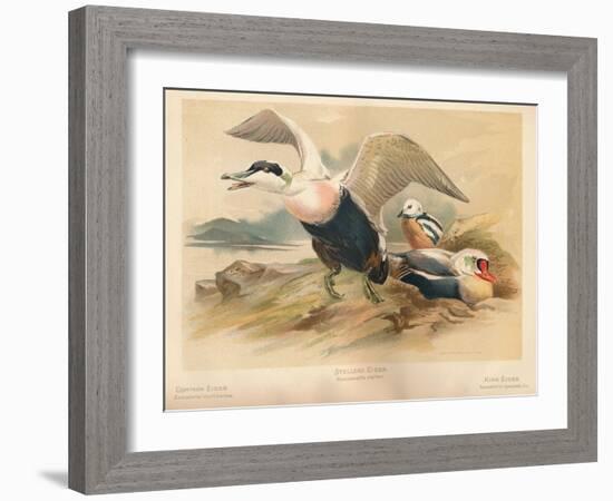 Common Eider (Somateria mollissima), Stellers Eider (Heniconnetta stelleri), King Eider (Somateria-Charles Whymper-Framed Giclee Print