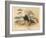 Common Eider (Somateria mollissima), Stellers Eider (Heniconnetta stelleri), King Eider (Somateria-Charles Whymper-Framed Giclee Print