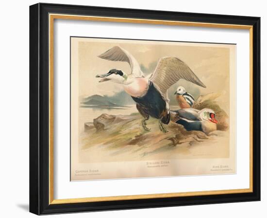 Common Eider (Somateria mollissima), Stellers Eider (Heniconnetta stelleri), King Eider (Somateria-Charles Whymper-Framed Giclee Print