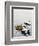 Common Eider-Harro Maass-Framed Giclee Print