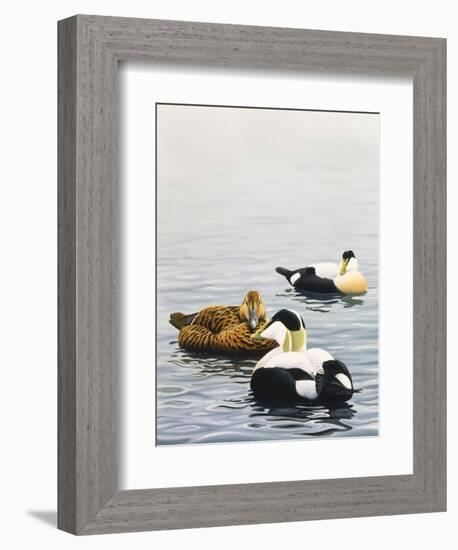 Common Eider-Harro Maass-Framed Giclee Print