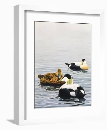 Common Eider-Harro Maass-Framed Giclee Print