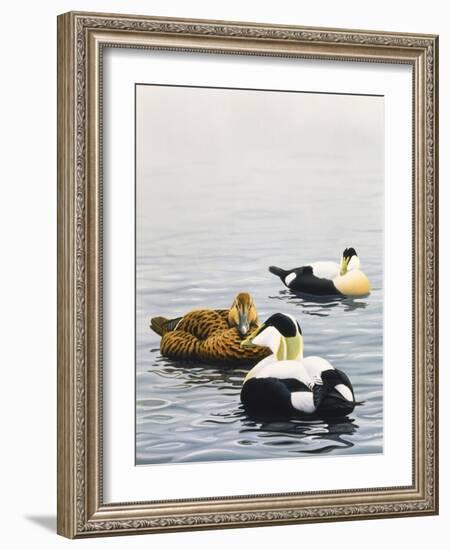 Common Eider-Harro Maass-Framed Giclee Print