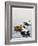 Common Eider-Harro Maass-Framed Giclee Print