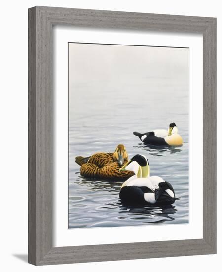 Common Eider-Harro Maass-Framed Giclee Print