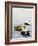 Common Eider-Harro Maass-Framed Giclee Print