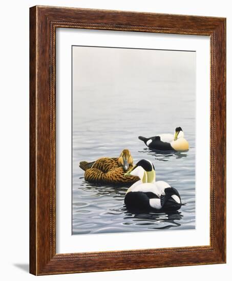 Common Eider-Harro Maass-Framed Giclee Print