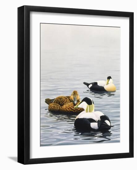 Common Eider-Harro Maass-Framed Giclee Print