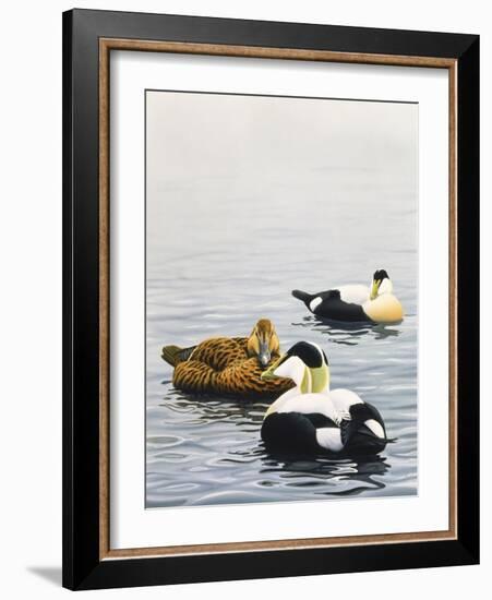 Common Eider-Harro Maass-Framed Giclee Print