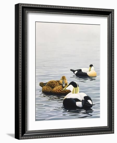 Common Eider-Harro Maass-Framed Giclee Print