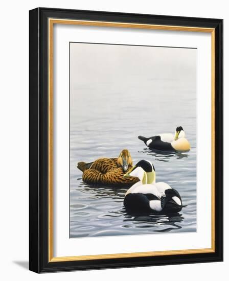 Common Eider-Harro Maass-Framed Giclee Print