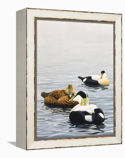 Common Eider-Harro Maass-Framed Premier Image Canvas