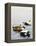 Common Eider-Harro Maass-Framed Premier Image Canvas