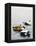 Common Eider-Harro Maass-Framed Premier Image Canvas