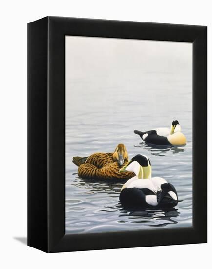 Common Eider-Harro Maass-Framed Premier Image Canvas