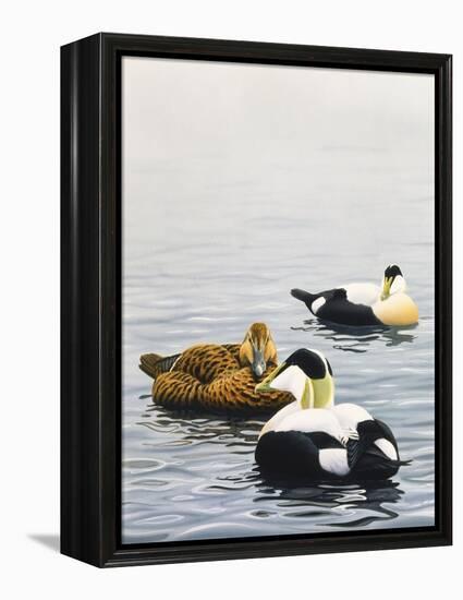 Common Eider-Harro Maass-Framed Premier Image Canvas