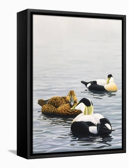 Common Eider-Harro Maass-Framed Premier Image Canvas